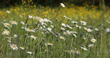 Bahar daisy marguerite çiçek alanı