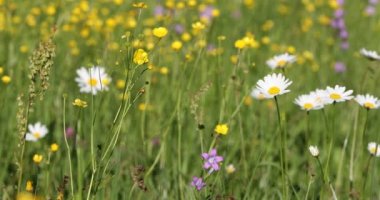 Bahar daisy marguerite çiçek alanı