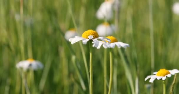 Lente daisy marguerite bloem veld — Stockvideo