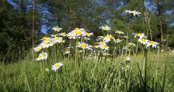Lente daisy marguerite bloem veld — Stockvideo