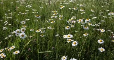 Bahar daisy marguerite çiçek alanı