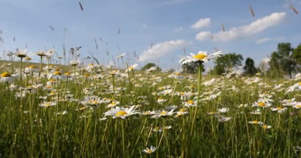 Våren daisy marguerite blomma fältet — Stockvideo