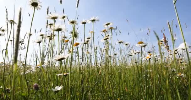 Campo de flores de margarita de primavera — Vídeos de Stock