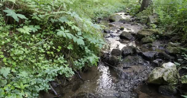 Pequeño arroyo de montaña — Vídeos de Stock