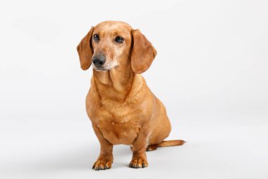 sevimli küçük köpek Dachshund