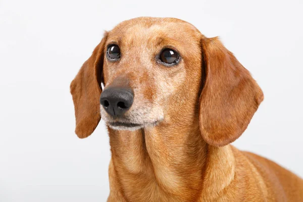 Adorable pequeño perro dachshund —  Fotos de Stock