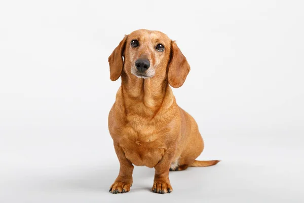 Adorável pequeno cão Dachshund — Fotografia de Stock