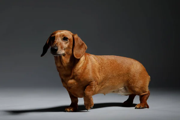 Adorável pequeno cão Dachshund — Fotografia de Stock