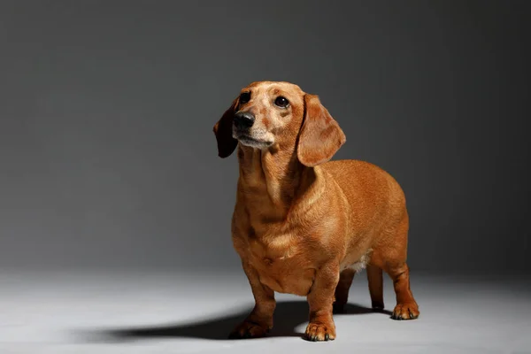 Adorável pequeno cão Dachshund — Fotografia de Stock