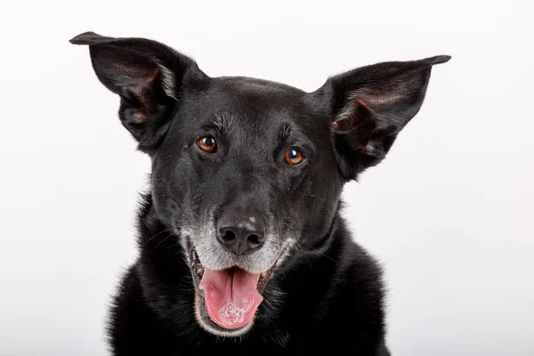 Amigável e adorável cão mestiço — Fotografia de Stock