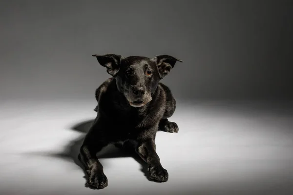 Amichevole e adorabile incrocio cane — Foto Stock