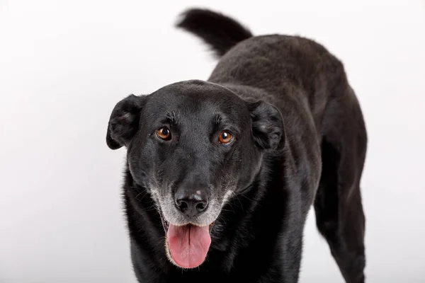 Amigável e adorável cão mestiço — Fotografia de Stock