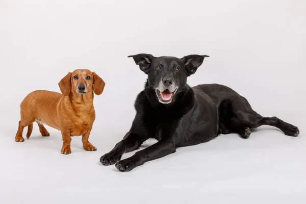 Crossbreed dog and Dachshund, best friends — Stock Photo, Image