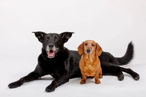 Cruzamento cão e Dachshund, melhores amigos — Fotografia de Stock