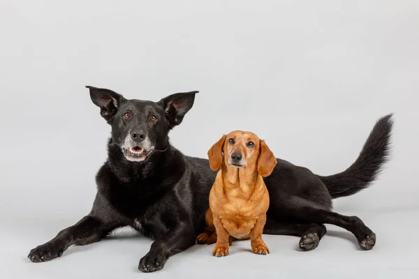 Cruzamento cão e Dachshund, melhores amigos — Fotografia de Stock