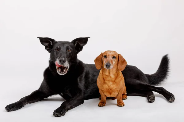 Cruzamento cão e Dachshund, melhores amigos — Fotografia de Stock