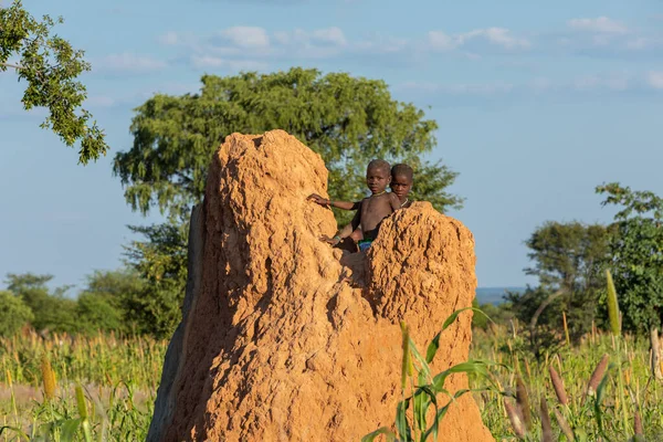 Himba boys, indigenous namibian ethnic people, Africa — 图库照片