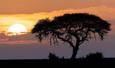 Afrika 'da akasya ağacı üzerine gün batımı
