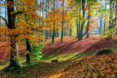 Parkta sonbahar, sonbahar konsepti