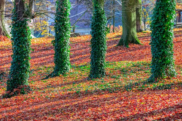Herfst in het park, herfstconcept — Stockfoto