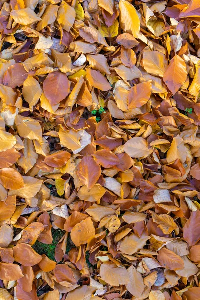 秋の自然パターンの背景 — ストック写真