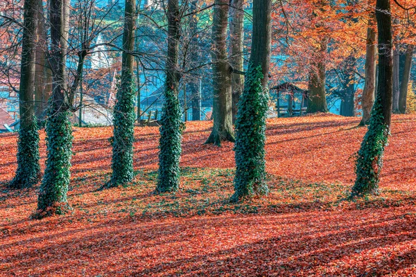 Otoño en el parque, concepto de otoño — Foto de Stock