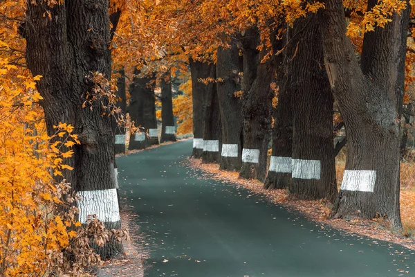 Herbst farbige Bäume auf Gasse im Herbst — Stockfoto