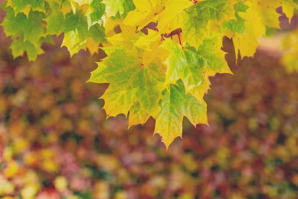 Herbstblätter mit flachem Hintergrund — Stockfoto