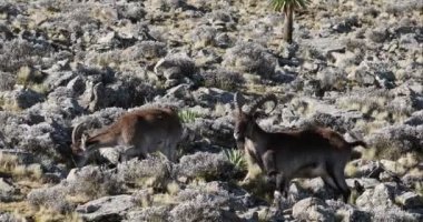 Simien Dağları Etiyopya 'da nadir görülen Walia dağ keçisi
