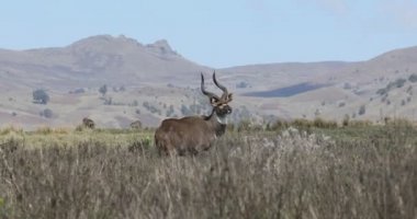 Dağ nyala, Etiyopya, Afrika yaban hayatı
