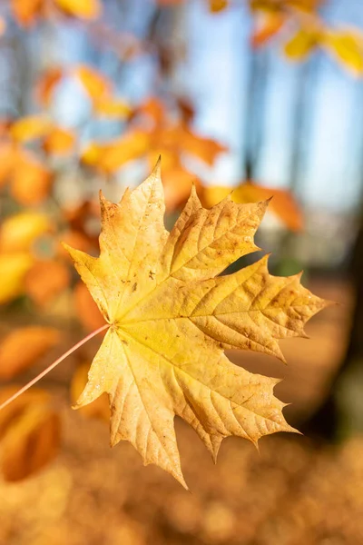 Autumn leaves with shallow focus background — Stock Photo, Image