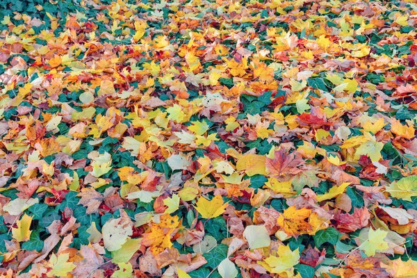 Natuurlijke herfst patroon achtergrond — Stockfoto