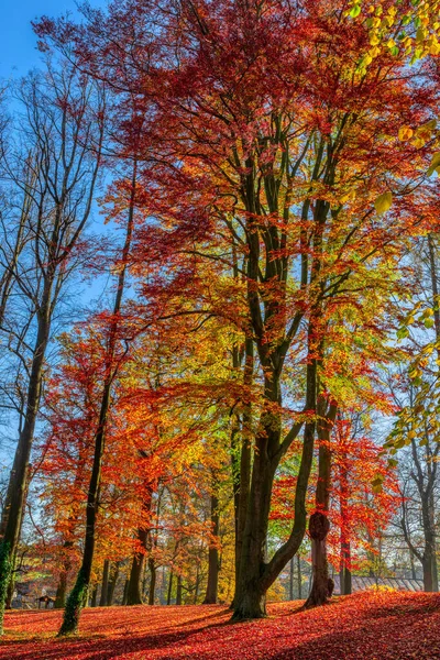 Herbst im Park, Herbst-Konzept — Stockfoto