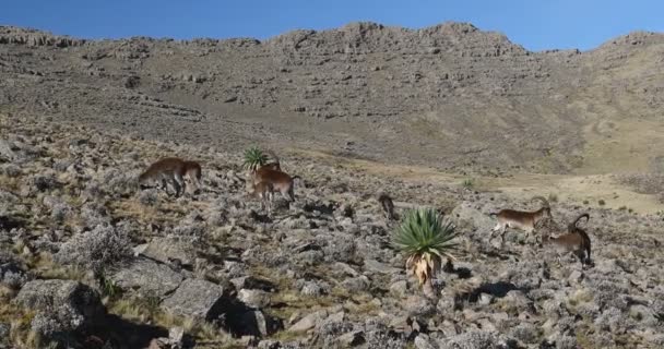 Zeldzame Walia steenbok in Simien gebergte Ethiopië — Stockvideo