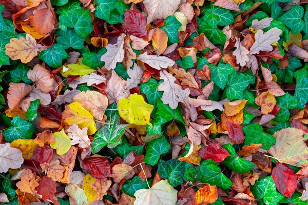 Natuurlijke herfst patroon achtergrond — Stockfoto