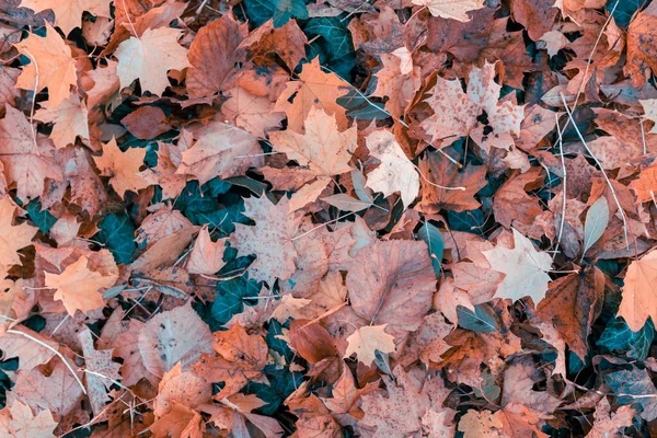 Natural autumn pattern background