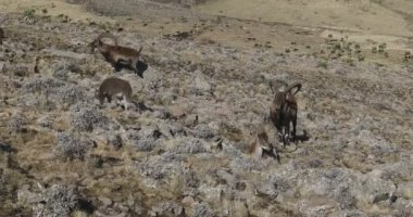 Simien Dağları Etiyopya 'da nadir görülen Walia dağ keçisi