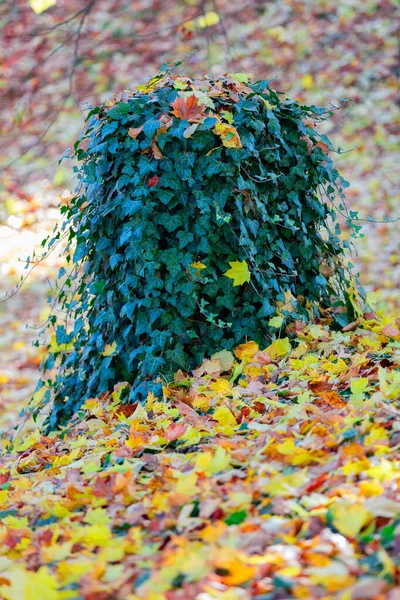 Natural autumn pattern background — Stock Photo, Image