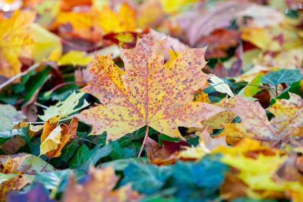 Natural autumn pattern background — Stock Photo, Image