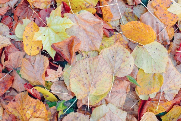 Natural autumn pattern background — Stock Photo, Image