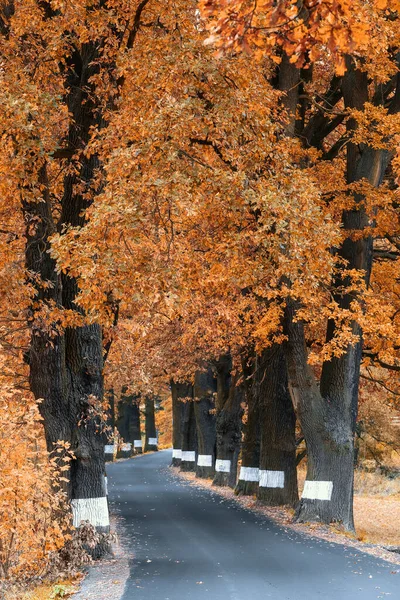 Caída de árboles de colores en el callejón en otoño —  Fotos de Stock