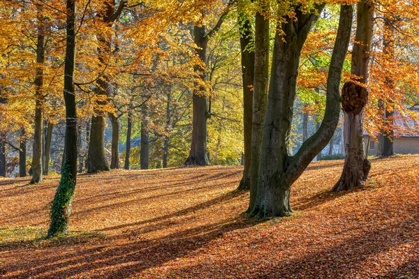 Autunno nel parco, concetto di autunno — Foto Stock