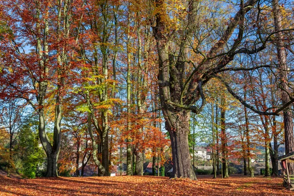 Herfst in het park, herfstconcept — Stockfoto