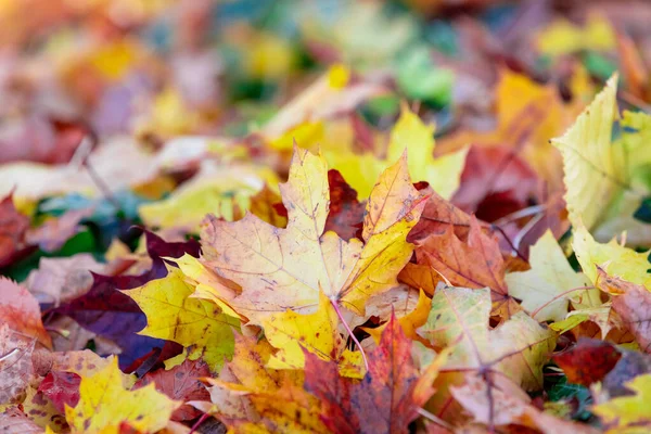 Naturale autunno modello di sfondo — Foto Stock