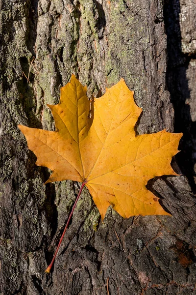 Maple leaves on tree trunk — Stock Photo, Image