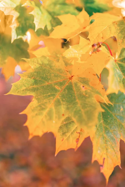 Autumn leaves with shallow focus background — Stock Photo, Image