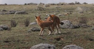 Etiyopya kurdu, köpek simenizi, Etiyopya