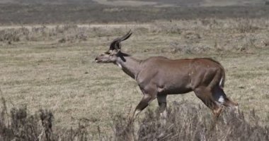 Dağ nyala, Etiyopya, Afrika yaban hayatı