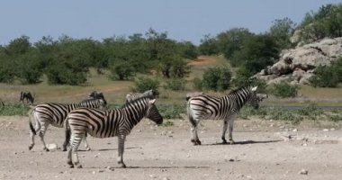 Zebra çalılıkta, Namibya Afrika vahşi yaşamı