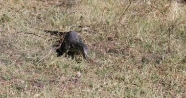 Monitör Kertenkele Chobe, Botsvana Afrika yaban hayatı